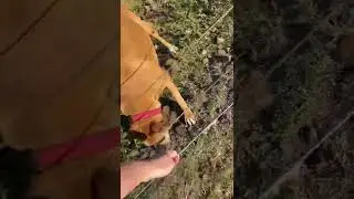 Cachorro sabe pular a cerca?