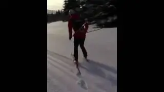 Silkef&oslash;re i bymarka