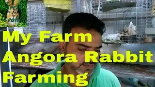 Angora Rabbit Farming