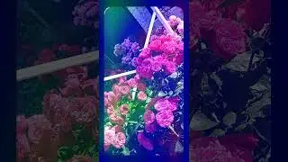 #bestmoments #spring #flowers #design #garden #nature #love #birds #дача #садроз #арка #пергола