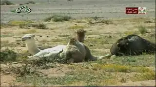 الشاعر الزعيم علال