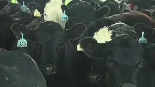 Demand, prices for beef soar as US faces cattle shortage