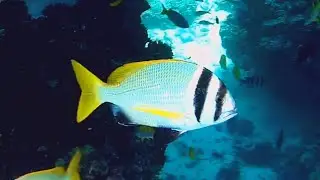 Twobar seabream (Acanthopagrus bifasciatus), Чернополосый морской карась