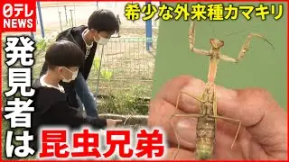 【昆虫兄弟】希少な外来種を発見！兄弟の昆虫への情熱　愛媛　NNNセレクション