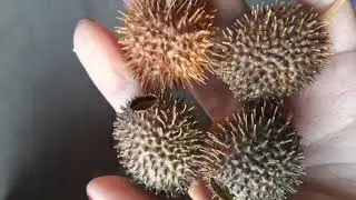 STOP гайморит. Бурнаки колючие!).