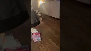 Two pups a running