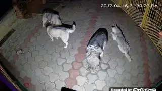 Свободу взрослым Хаски! Питомник 
