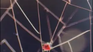 Polarize Mikroskop 
