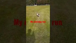 Jacob the Pug daily workout #pug #running #fit #fitness #playground #justinbieber #arianagrande #1d