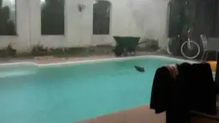Craig The Duck Swims at Audiohammer Studios