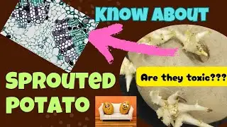 Is Eating Potato Sprouts Toxic? We Put Them Under the Microscope