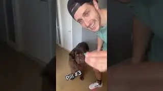 The Ultimate Trick To Giving Your Dog Meds