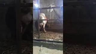 First-Time Mom Struggles! 🐑 Helping a Newborn Lamb Survive #newbornlamb #farmlife #animalcare