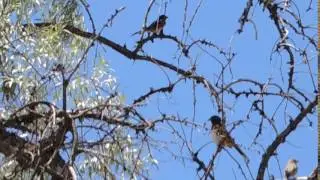Rufous-Sided (aka Spotted) Towhee Calls