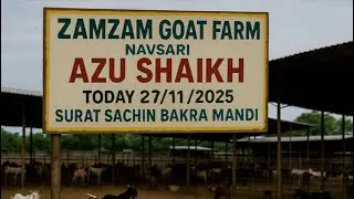 SURAT SACHIN BAKRA MANDI 27/11/2025,BY ZAMZAM GOAT FARM NAVSARI (AZU BHAI) || SURAT MANDI || 