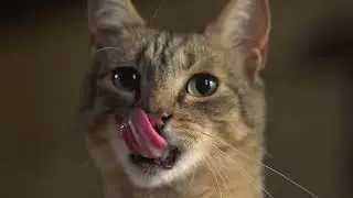Watch A Cat and Mouse Game  Prime Video