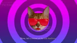BEST crazy catstuff