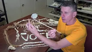 Random Act of Anatomy - alligator skeleton with tail pathology