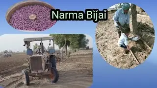 Narma Bijai #US81, Rasi650,Rasi926