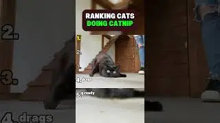Top 5 Funniest Moments of Cats on Catnip
