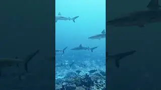 No edits. Just a moment of underwater peace with SHARKS. #Tahiti #ocean