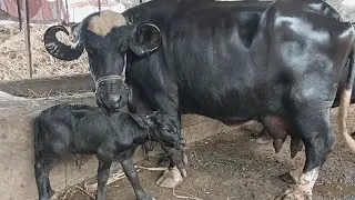 Jafrabadi buffelo long size 🐃#baffalo #saller 📱 9021393726 