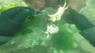 Netarts Bay Dive