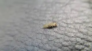 A Barklice insect in my bike seat