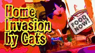 Cat Home Invasion
