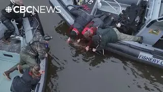 Crews rescue entangled sea lion in B.C.&rsquo;s Cowichan Bay