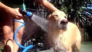 Dog bath time - Chango Unchained