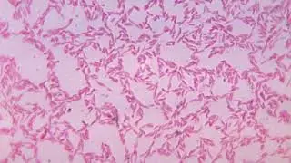 Chryseobacterium greenlandensis | Wikipedia audio article