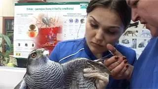 Gyvūnų globėjų asociacija. Vištvanagis