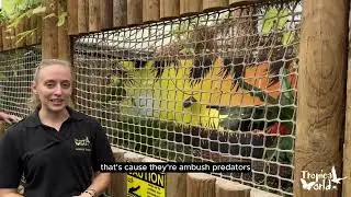 Morelet's Crocodile