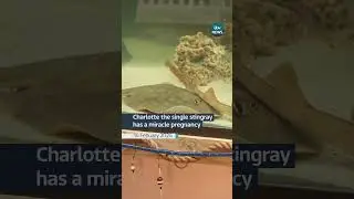 Charlotte the single stingray has a miracle pregnancy #itvnews #valentines #stingray