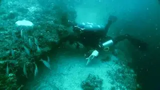 Diving Amberjack Hole in the Gulf of Mexico