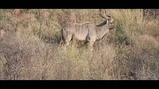 Long range Hunting Kudu Bull - 300 Norma Mag