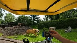 Rasti-Land Afrika Foto Safari POV June 2024