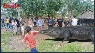 Kemunculan Buaya Di Tepi Sungai Ciliman Jadi tontonan Warga