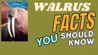 Walrus; Facts You Should Know #conservation #walrus