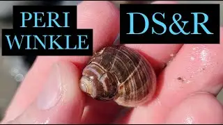 Beachcombing Drake's Island Maine - Shells, Tide Pools & Wildlife - Maine's Atlantic Sea Coast
