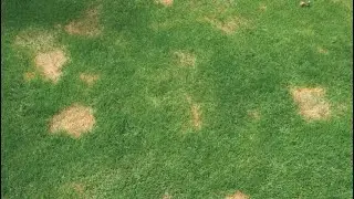 I PUT AN END TO MY DOG&rsquo;S URINE BURNING MY GRASS!