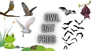 Lets Learn Animals Names And Sounds, Owl, Bat And Frog