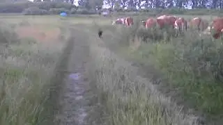 Bogárka