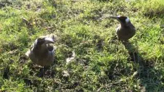 Juvenile Australian Magpies