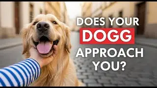 The Secret Reason Why Strange Dogs Always Approach You!