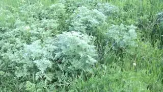 pelinul  ceai din planta de pelin pentru dezinfectare