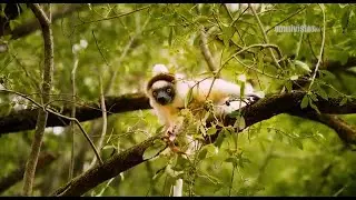 Primates de Madagascar