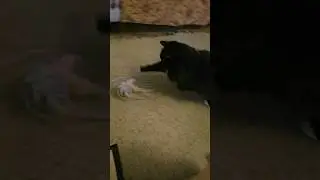 Cat Olympics: Cute and Funny Fluffy Black Cat Plays With Yarn
