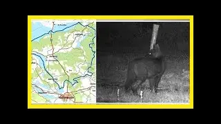 Sju djur skjutna i jakten p&aring; varghybrider i s&ouml;rmland